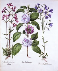 Melo a doppio fiore, Silene e Campanula, da Hortus Eystettensis, di Basil Besler, pub. 1613